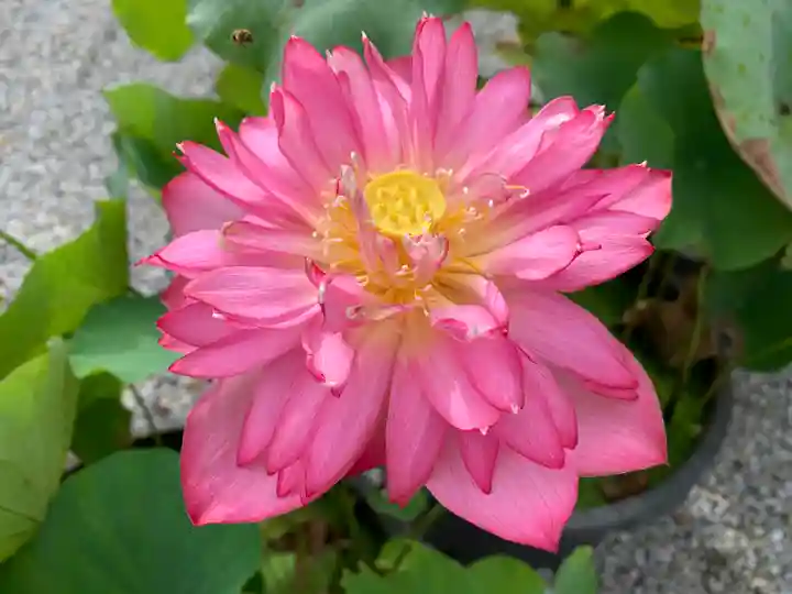 普門寺(切り絵御朱印発祥の寺)の自然