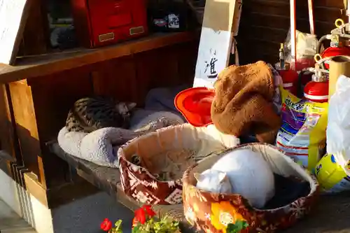 梅宮大社の動物