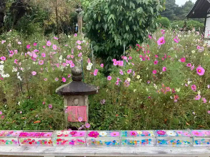 般若寺 ❁コスモス寺❁(奈良県)