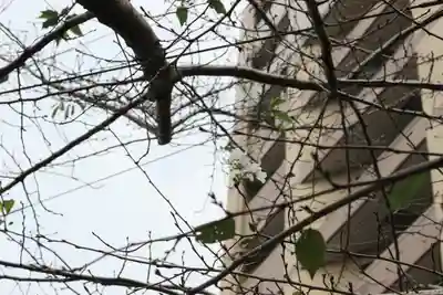 くまくま神社(導きの社 熊野町熊野神社)(東京都)