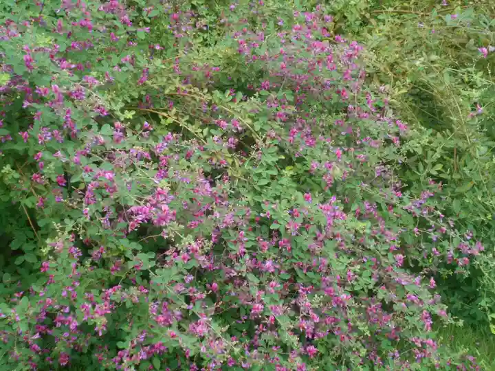 浄光明寺の自然
