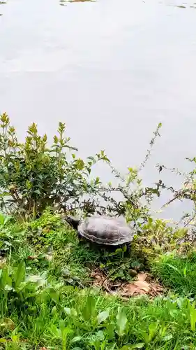 菊田神社の動物