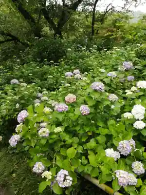 矢田寺(奈良県)