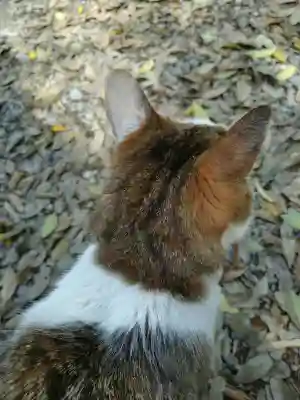 間々田八幡宮の{uncategorized: "未分類", other: "その他", undefined: "問題あり", building: "その他建物", grave: "お墓", sacred_gate: "鳥居", guardian: "狛犬", statue: "像", buddha: "仏像", history: "歴史", nature: "自然", garden: "庭園", animal: "動物", pagoda: "塔", temizu: "手水舎", mountain_gate: "山門・神門", sanctuary: "本殿・本堂", subordinate: "末社・摂社", art: "芸術", scenery: "景色", jizo: "地蔵", ema: "絵馬", goshuin: "御朱印", omikuji: "おみくじ", items: "授与品その他", amulet: "お守り", goshuincho: "御朱印帳", eats: "食事", festival: "お祭り", votive_dance: "神楽", shichigosan: "七五三参", wedding: "結婚式", experience: "体験その他", initially: "初詣", around: "周辺", anti_infection: "感染症対策"}