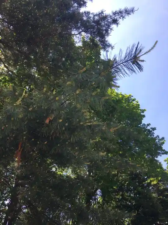 砂川神社の自然