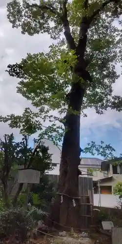戸越八幡神社(東京都)