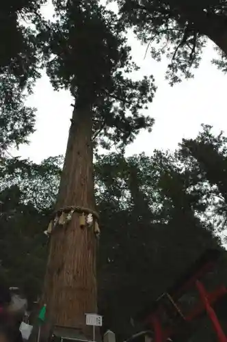 由岐神社の自然