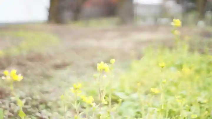 平野神社の自然