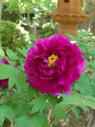 宝徳寺(群馬県)