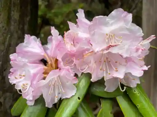 榛名神社の自然