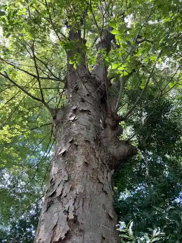 阿佐ヶ谷神明宮の自然