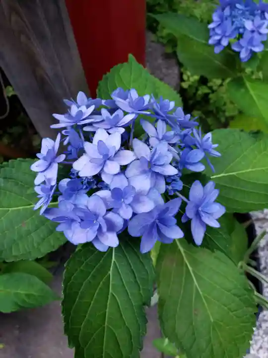 五十稲荷神社(栄寿稲荷神社)(東京都)