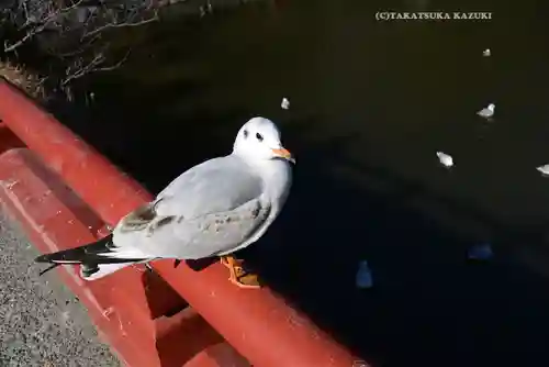 旗上弁財天社の動物