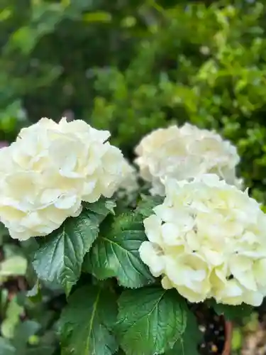 櫻井子安神社の自然