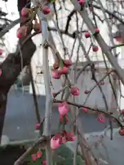 成願寺の自然