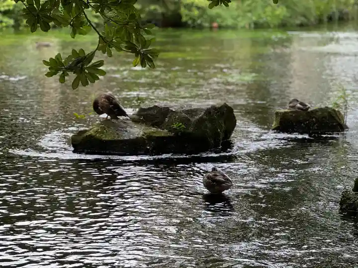 富士山本宮浅間大社(静岡県)