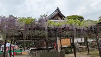 葛井寺(大阪府)