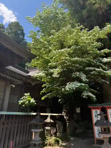 渋川八幡宮(群馬県)