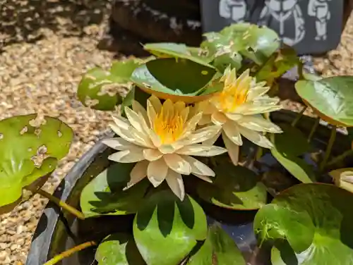 勝林寺(京都府)