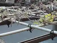 西方山極楽寺の自然