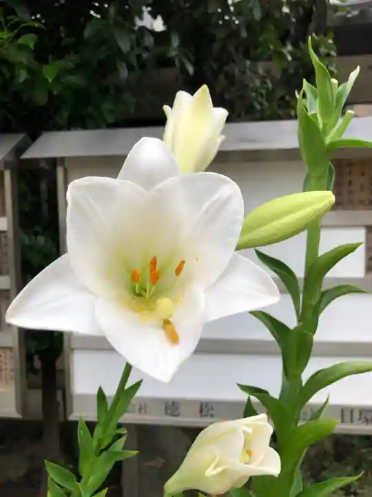前川神社の自然