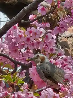 桜神宮(東京都)