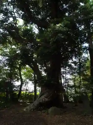 大井香取神社の自然
