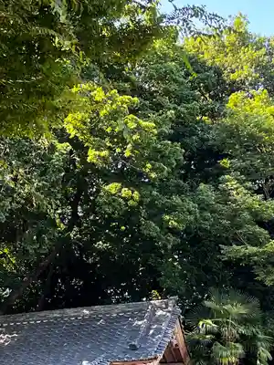 浅間神社の自然