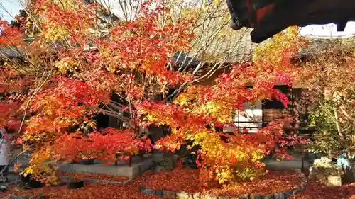 勝林寺の庭園