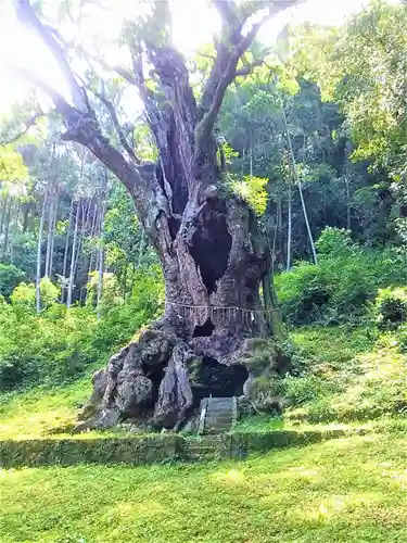 武雄神社の自然