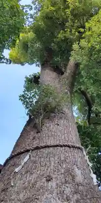 素鵞神社の自然