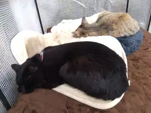 御誕生寺（猫寺）(福井県)