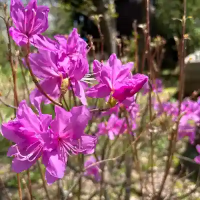 東円寺の{uncategorized: "未分類", other: "その他", undefined: "問題あり", building: "その他建物", grave: "お墓", sacred_gate: "鳥居", guardian: "狛犬", statue: "像", buddha: "仏像", history: "歴史", nature: "自然", garden: "庭園", animal: "動物", pagoda: "塔", temizu: "手水舎", mountain_gate: "山門・神門", sanctuary: "本殿・本堂", subordinate: "末社・摂社", art: "芸術", scenery: "景色", jizo: "地蔵", ema: "絵馬", goshuin: "御朱印", omikuji: "おみくじ", items: "授与品その他", amulet: "お守り", goshuincho: "御朱印帳", eats: "食事", festival: "お祭り", votive_dance: "神楽", shichigosan: "七五三参", wedding: "結婚式", experience: "体験その他", initially: "初詣", around: "周辺", anti_infection: "感染症対策"}