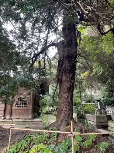 浄光明寺(神奈川県)