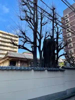 東光寺の{uncategorized: "未分類", other: "その他", undefined: "問題あり", building: "その他建物", grave: "お墓", sacred_gate: "鳥居", guardian: "狛犬", statue: "像", buddha: "仏像", history: "歴史", nature: "自然", garden: "庭園", animal: "動物", pagoda: "塔", temizu: "手水舎", mountain_gate: "山門・神門", sanctuary: "本殿・本堂", subordinate: "末社・摂社", art: "芸術", scenery: "景色", jizo: "地蔵", ema: "絵馬", goshuin: "御朱印", omikuji: "おみくじ", items: "授与品その他", amulet: "お守り", goshuincho: "御朱印帳", eats: "食事", festival: "お祭り", votive_dance: "神楽", shichigosan: "七五三参", wedding: "結婚式", experience: "体験その他", initially: "初詣", around: "周辺", anti_infection: "感染症対策"}