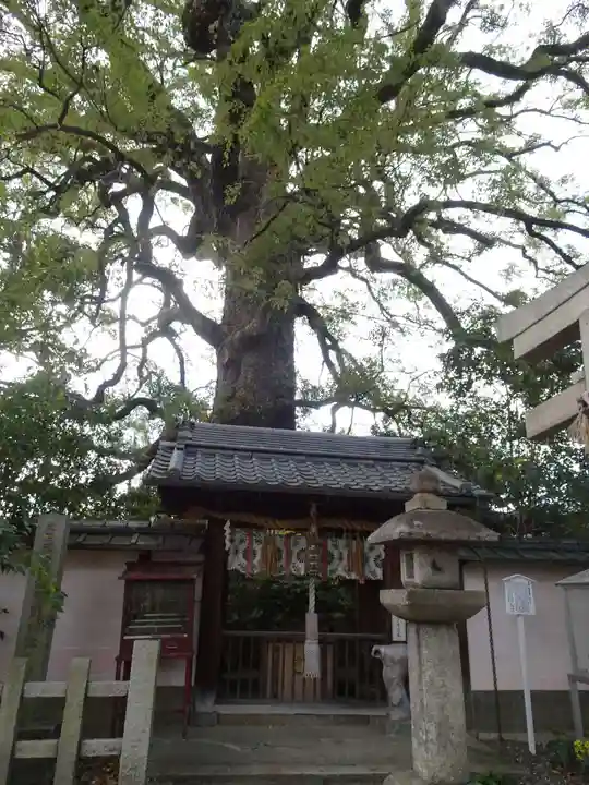 新熊野神社の自然