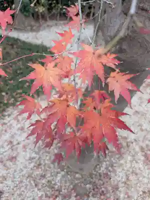 高円寺(東京都)