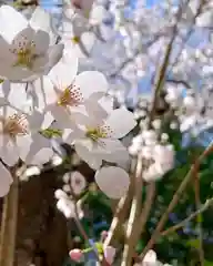 滑川神社 - 仕事と子どもの守り神の自然