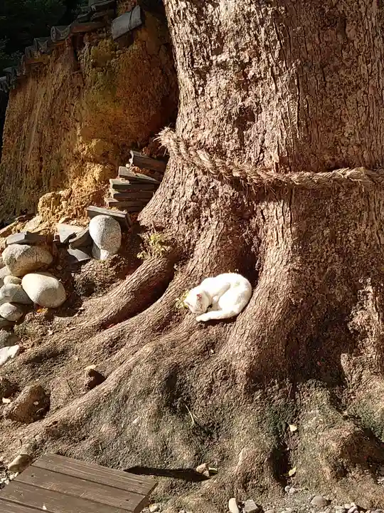 府八幡宮の動物