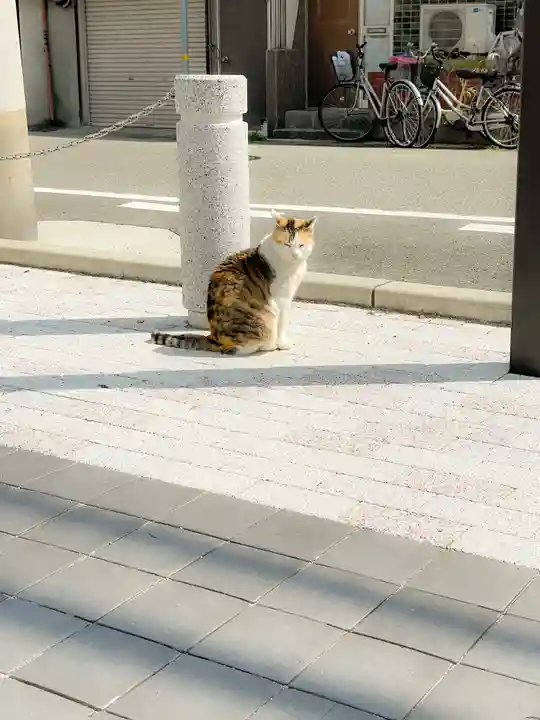 和田神社の動物