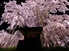 瀧桜神明宮の自然