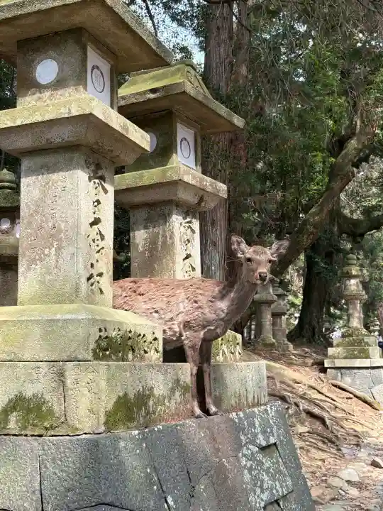 春日大社の{uncategorized: "未分類", other: "その他", undefined: "問題あり", building: "その他建物", grave: "お墓", sacred_gate: "鳥居", guardian: "狛犬", statue: "像", buddha: "仏像", history: "歴史", nature: "自然", garden: "庭園", animal: "動物", pagoda: "塔", temizu: "手水舎", mountain_gate: "山門・神門", sanctuary: "本殿・本堂", subordinate: "末社・摂社", art: "芸術", scenery: "景色", jizo: "地蔵", ema: "絵馬", goshuin: "御朱印", omikuji: "おみくじ", items: "授与品その他", amulet: "お守り", goshuincho: "御朱印帳", eats: "食事", festival: "お祭り", votive_dance: "神楽", shichigosan: "七五三参", wedding: "結婚式", experience: "体験その他", initially: "初詣", around: "周辺", anti_infection: "感染症対策"}