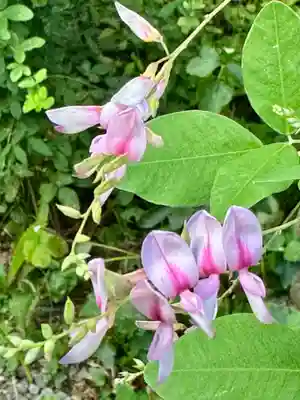 勝念寺（かましきさん）(京都府)
