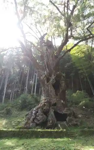 武雄神社の自然