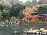 天龍寺の庭園