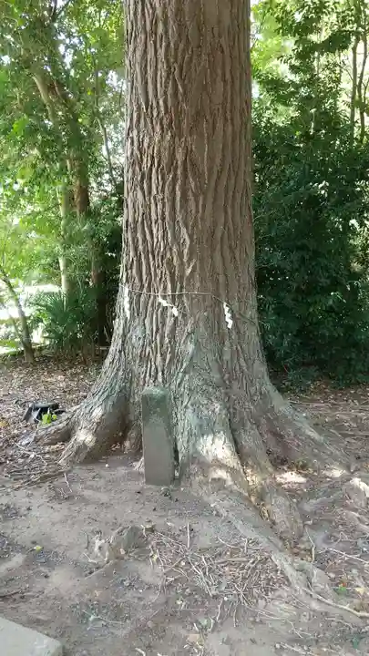 茂原八幡神社の自然