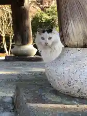 稱名寺の動物