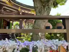 高木神社のおみくじ