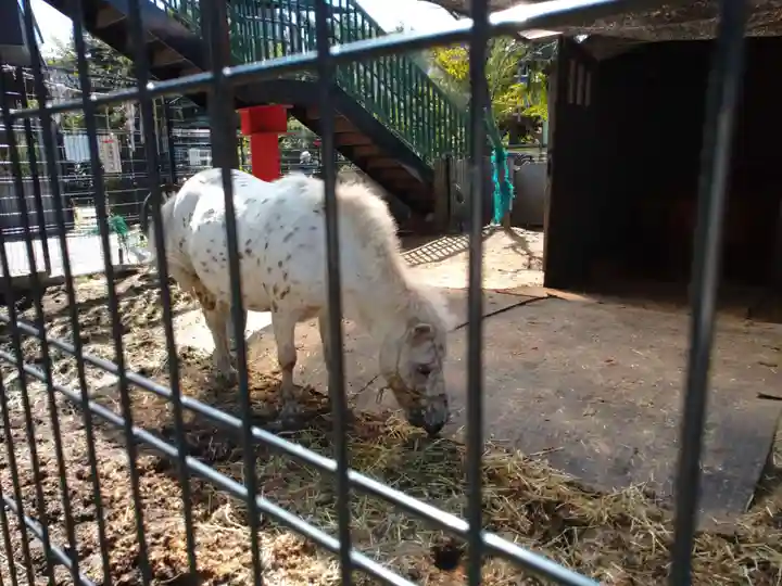 五方山熊野神社の動物