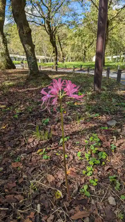 平野神社(京都府)